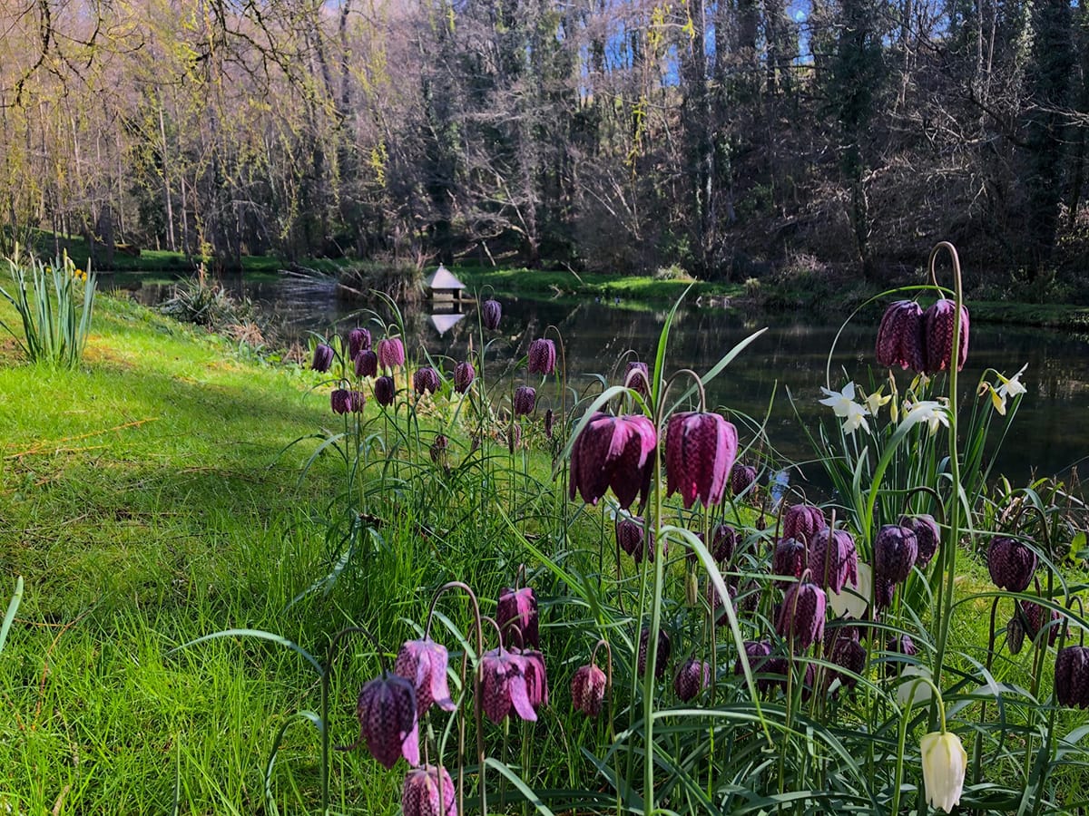 woodland lake with fritillaria meleagris