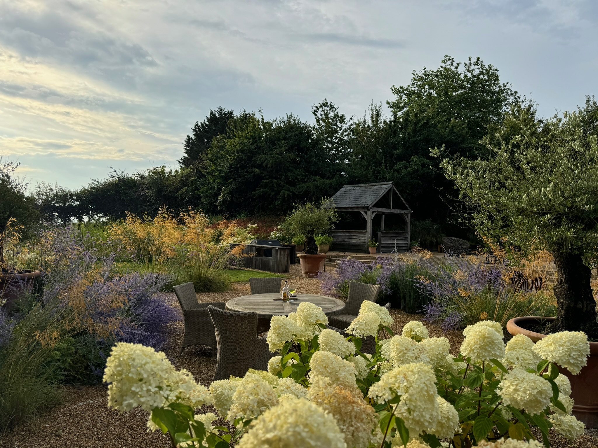 hydrangeas - gravel gardens in Autumn morning light out door living and entertainment 