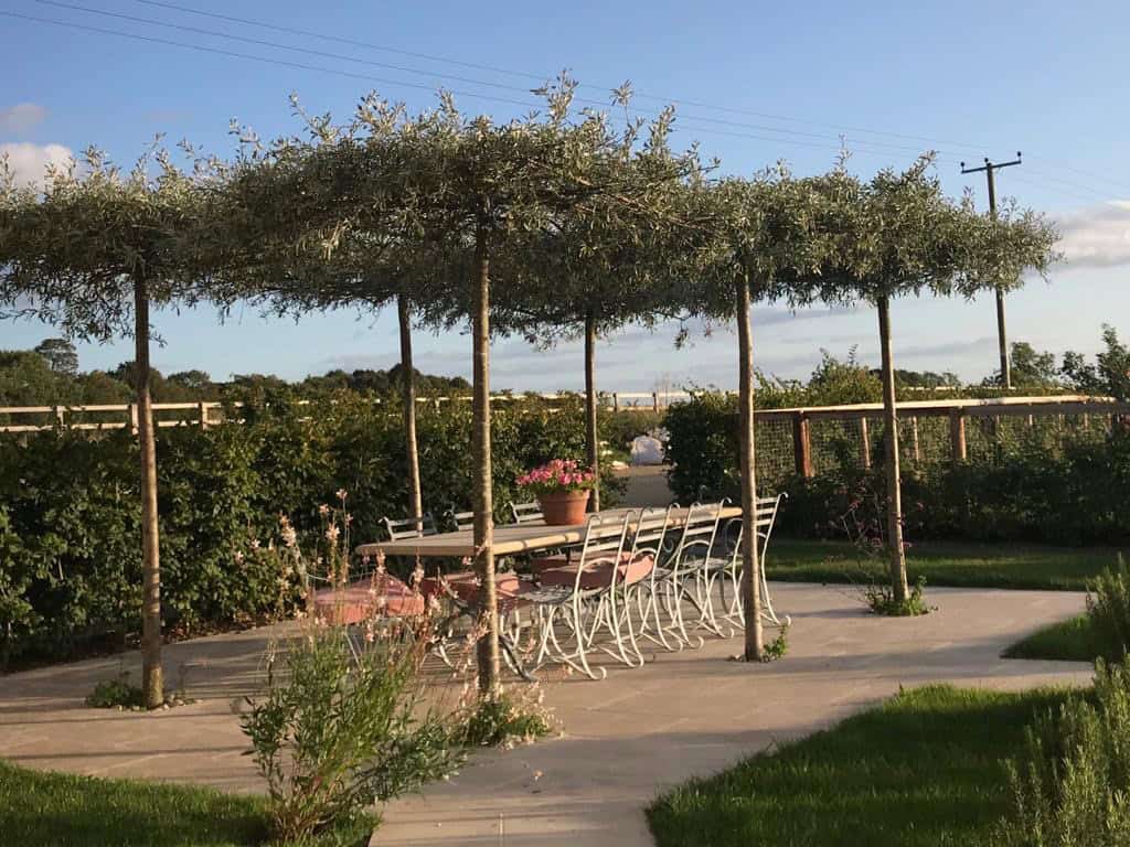 shaded terrace with unbrella trees evening sunlight