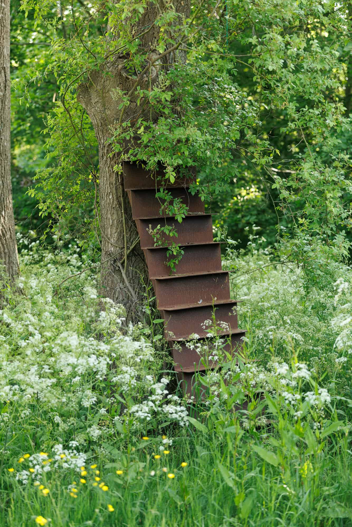 woodland glade, cow parsley, rot iron ladder detail